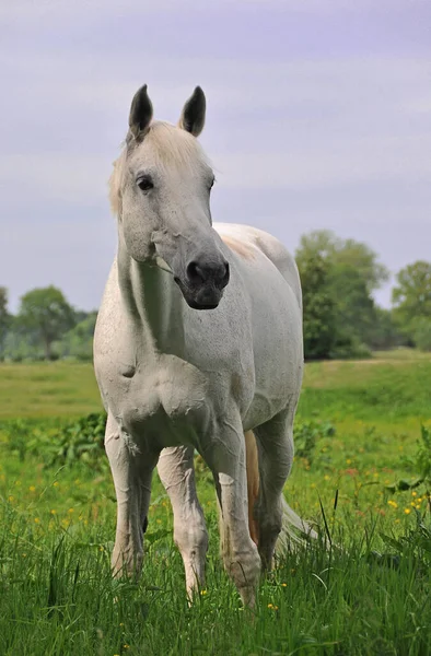 Bonito Cavalo Selvagem Natureza — Fotografia de Stock