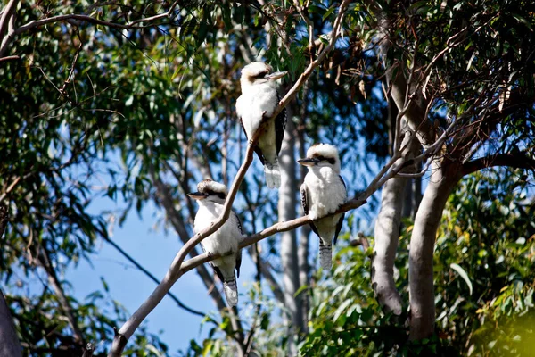 Τρεις Αυστραλοί Kookaburras Σκαρφαλωμένοι Ένα Κλαδί Ευκαλύπτου Κόμμεος — Φωτογραφία Αρχείου