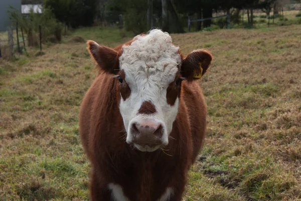 Vaca Marrom Pequena Fazenda Rural Com Close Rosto — Fotografia de Stock