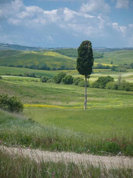 Één Enkele Cipressenboom Een Wijd Open Toscaans Landschap Onder Een — Stockfoto