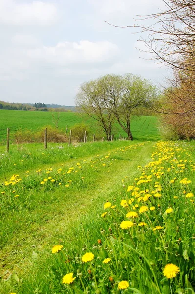Green Spring Landscape Path — 图库照片