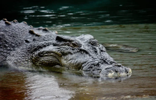 Австралийский Крокодил Крупным Планом Головы Мелководье — стоковое фото