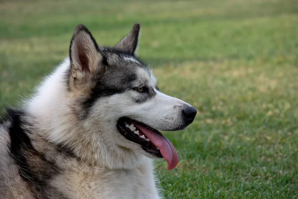 ハスキーペット犬でプロフィールの舌ハングアウトに対して緑の草 — ストック写真
