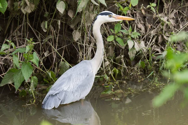 Graureiher Wasser Stehend — Foto Stock