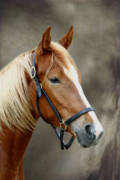 Horses Outdoors Daytime — Stock Photo, Image