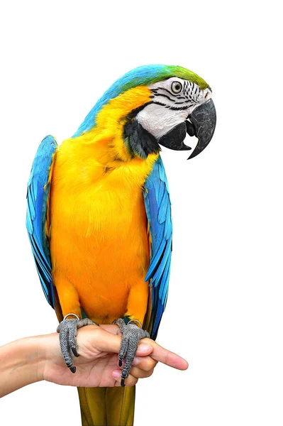 Макао Попугай Изолирован Белом Фоне — стоковое фото