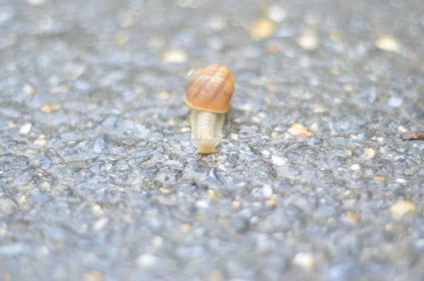 Caracol Movendo Lentamente Ashalt — Fotografia de Stock