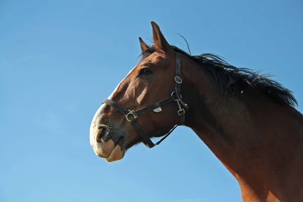 昼間は屋外の馬 — ストック写真