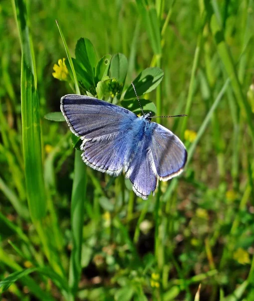 Gros Plan Bug Nature Sauvage — Photo