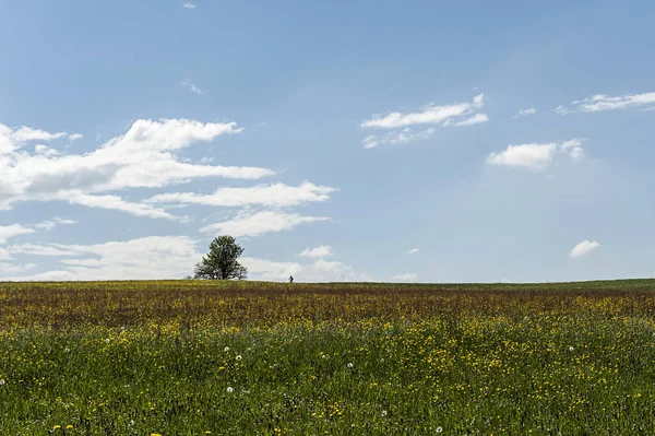 Wiese Mit Blumen Und Einem Baum — Stockfoto