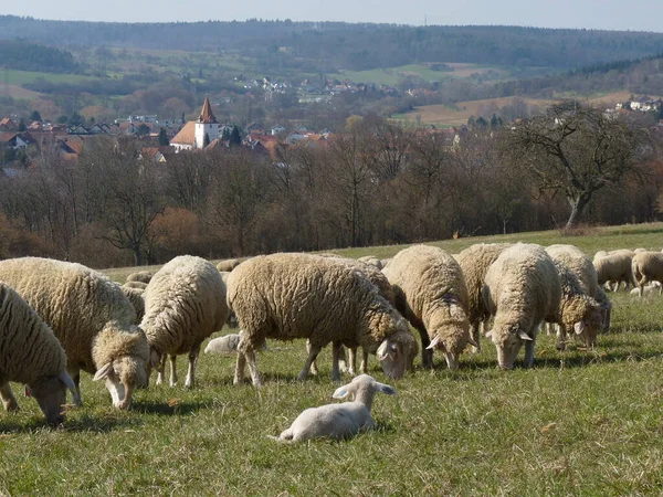 Vue Panoramique Vieille Église — Photo