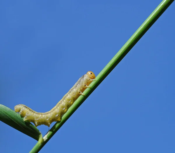 Insecte Chenille Petit Ver — Photo