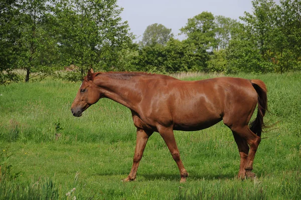 Cute Horse Wild Nature — Stock Photo, Image