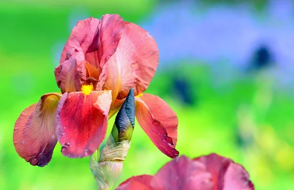 Живописный Вид Красивый Цветок Радужной Оболочки — стоковое фото