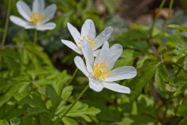 Анемона Дібровна Рання Весна Квітуча Рослина Рід Anemone Сім Ranunculaceae — стокове фото