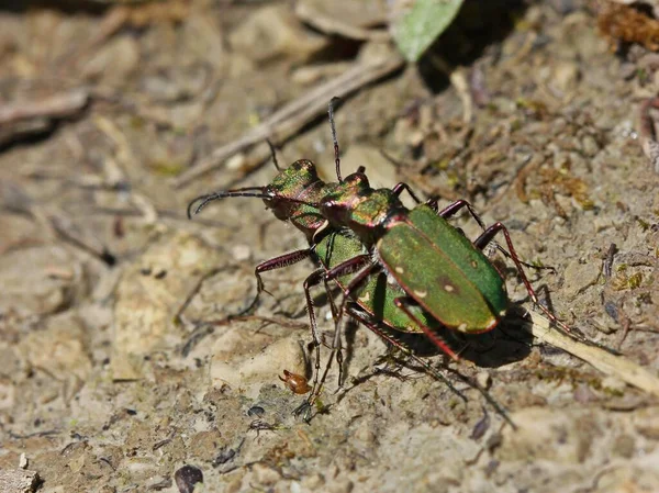 Campo Sabbia Stalker Accoppiamento — Foto Stock