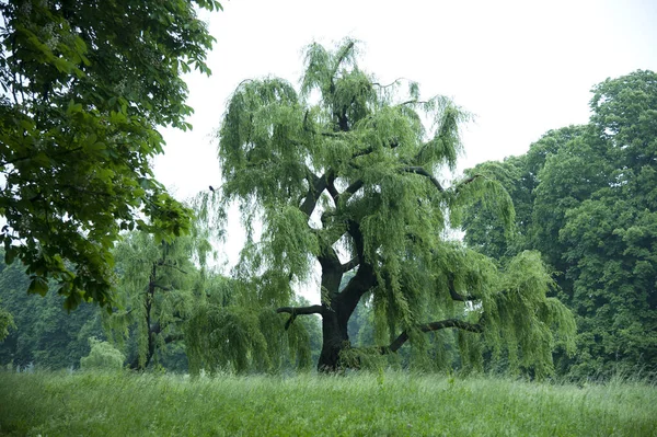 Groen Sappig Treurwilg Het Voorjaar Met Nieuwe Scheuten Bijgesneden Dit — Stockfoto