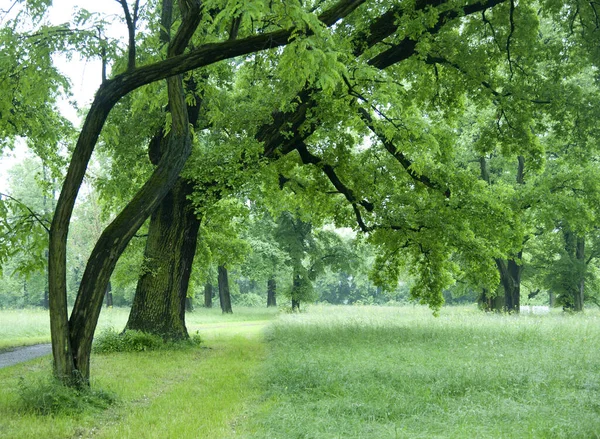 Weelderige Bomen Weiden Het Stadspark Regenbuien — Stockfoto