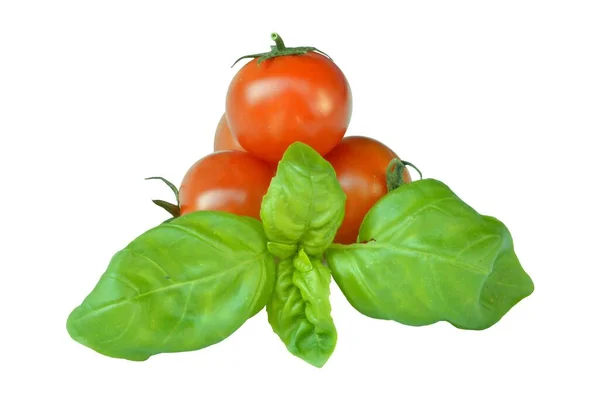 Świeża Bazylia Pomidorami — Zdjęcie stockowe