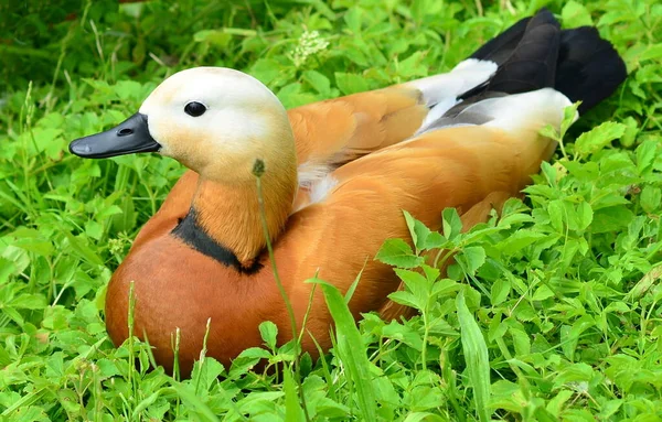 Schilderachtig Uitzicht Prachtige Bergeend Bij Natuur — Stockfoto