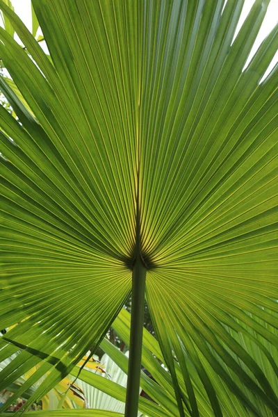 Gröna Palmblad Blommiga Tapeter — Stockfoto