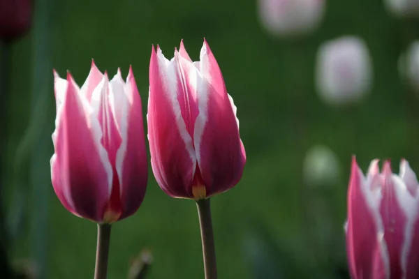 Фиолетовые Тюльпаны Белой Границей — стоковое фото