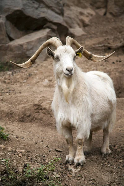 Witte Geit Met Lange Hoorns — Stockfoto