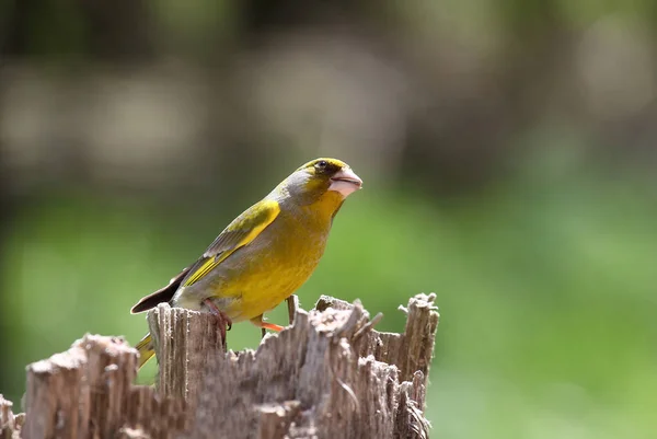 Greenfinch Pniu Drzewa — Zdjęcie stockowe