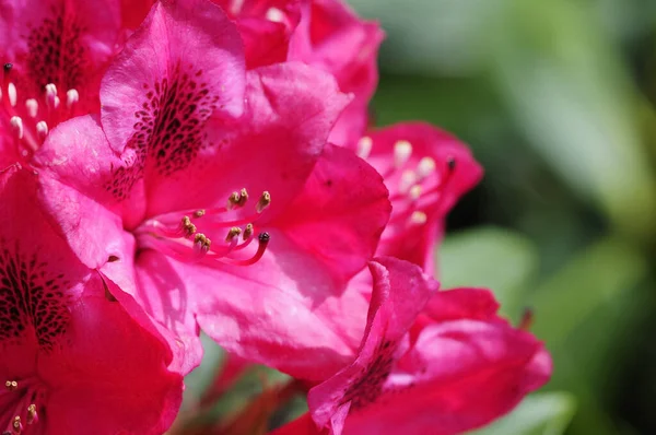 Канделы Лепестки Цветов Флора — стоковое фото