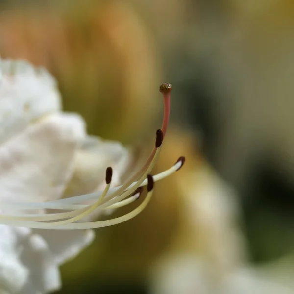 Kandela Płatki Kwiatów Flora — Zdjęcie stockowe