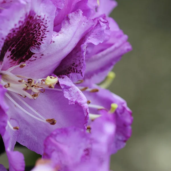 カンデラ花びら植物 — ストック写真