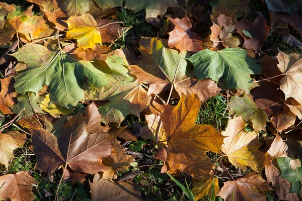 Indruk Van Bladeren Herfst Kleuren — Stockfoto