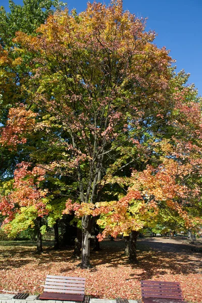 公園内の美しい秋の木々 — ストック写真