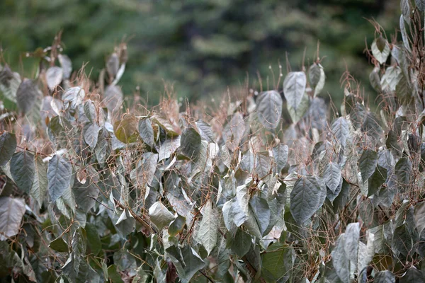 Επιπτώσεις Του Παγετού Πρωί Στα Φύλλα Του Φθινοπώρου — Φωτογραφία Αρχείου