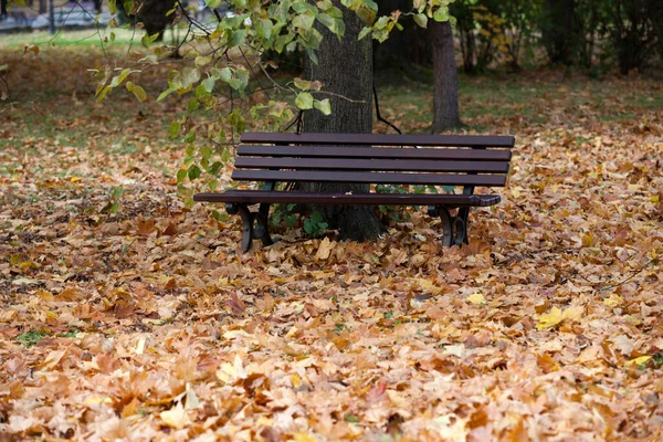 Pusta Ławka Parku Jesienią — Zdjęcie stockowe