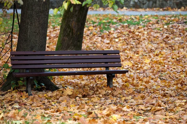 秋天公园里的空长椅 — 图库照片