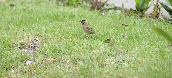 Rufous Collared Sparrow Zonotrichia Capensis — Stock Photo, Image