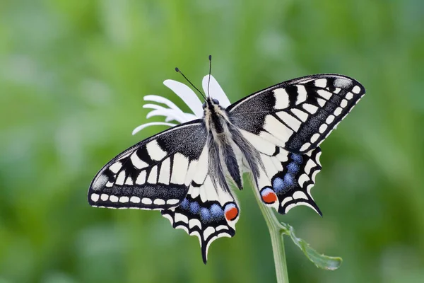 美しいドベテール蝶のクローズアップ — ストック写真