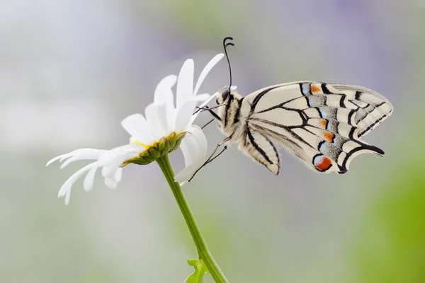 Nahaufnahme Von Schönen Schwalbenschwanz Schmetterling — Stockfoto