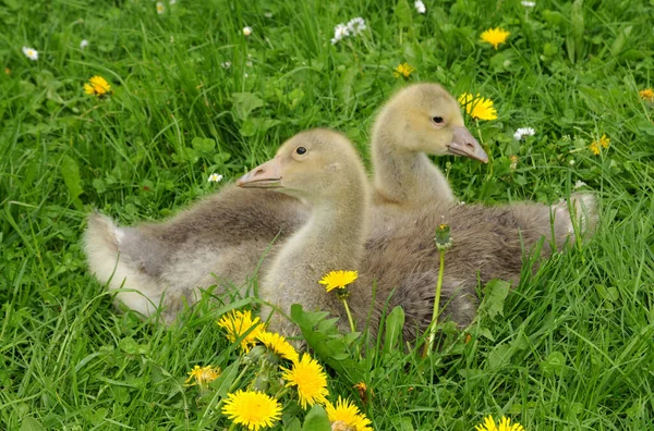 Scenic View Beautiful Bird Nature — Stock Photo, Image