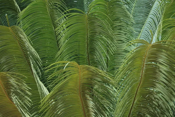 Yeşil Palmiye Yaprağı Çiçek Duvar Kağıdı — Stok fotoğraf