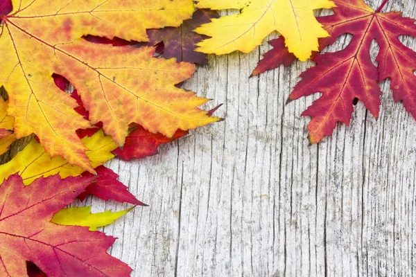Podzimní Období Listí Podzimní Listy Flóra — Stock fotografie