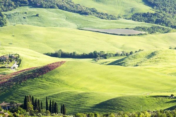 Peisaj Tipic Tuscan Verde Timpul Primăverii — Fotografie, imagine de stoc