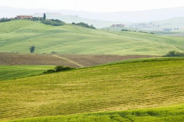 Grönt Typiskt Tuscanskt Landskap Våren — Stockfoto
