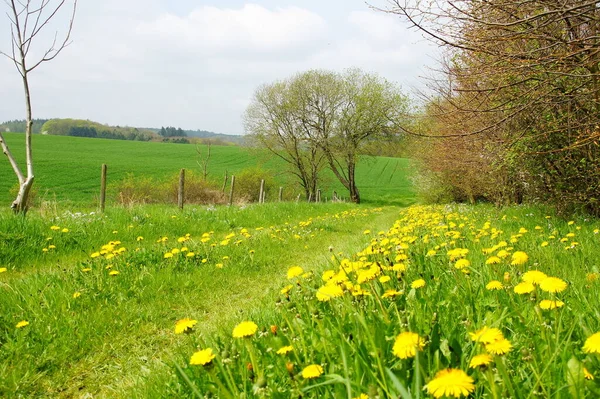 Зелений Весняний Пейзаж Дорогою — стокове фото