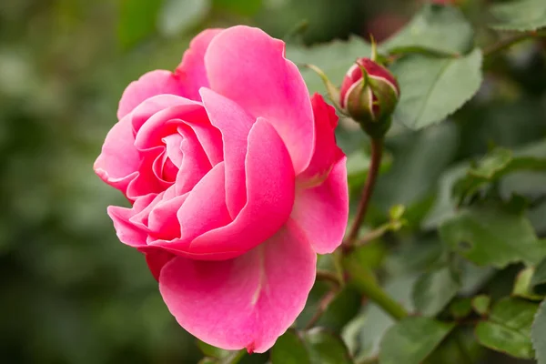 Růže Zblízka Květina Keři — Stock fotografie