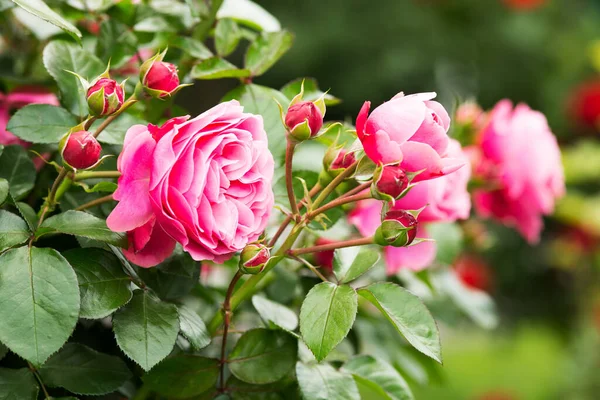 Rose Rose Close Flower Bush — стоковое фото