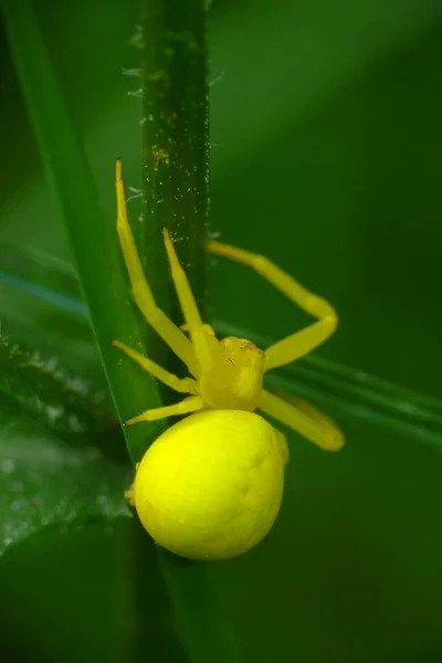 Yengeç Örümceği Böcek Yaban Hayatı — Stok fotoğraf