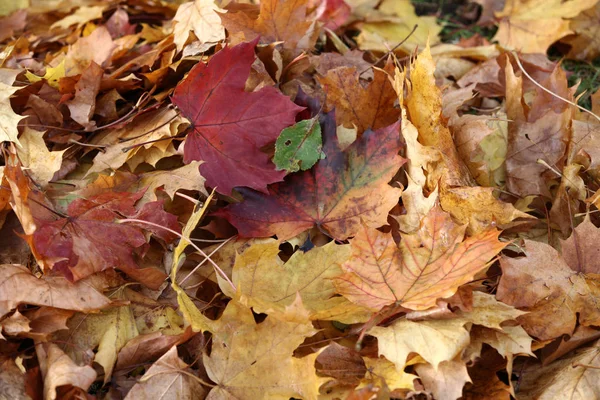 Eindruck Von Blättern Und Herbstfarben — Stockfoto