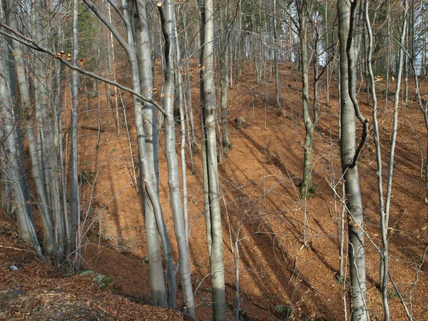 Silver Beech Tree Trunks Dry Leaves — Stock Photo, Image